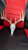 Mini Deer Skull