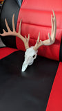 Mini Deer Skull